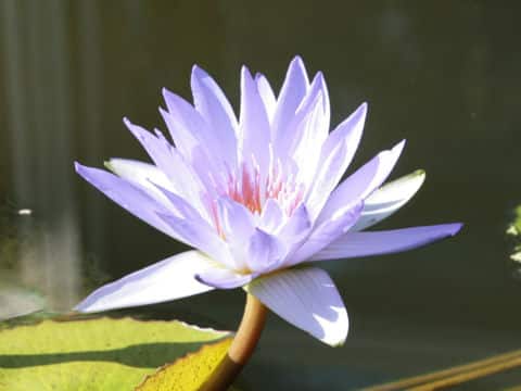 Nymphaea cv. Pennsylvania