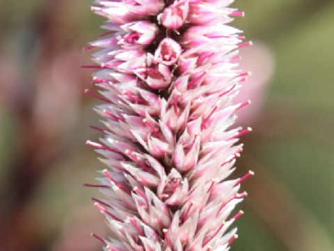 Celosia argentea