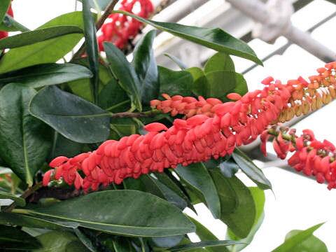 ノランテア・ギアネンシス