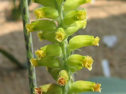 ラケナリア・アルブスノチアエ