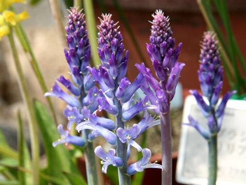 ラケナリア・グラウキナ