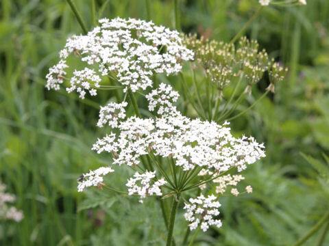 ラセルピティウム・ハルレリ