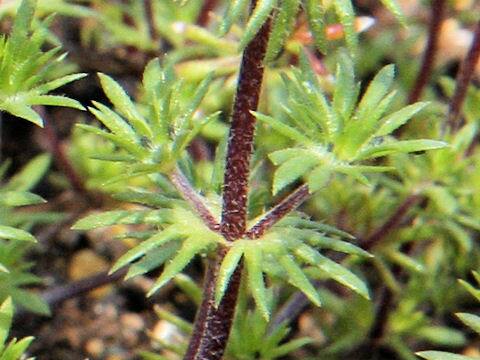 レプトシフォン