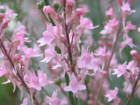 リナリア・プルプレア