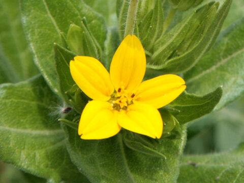 リンドヘイメラ・テクサーナ