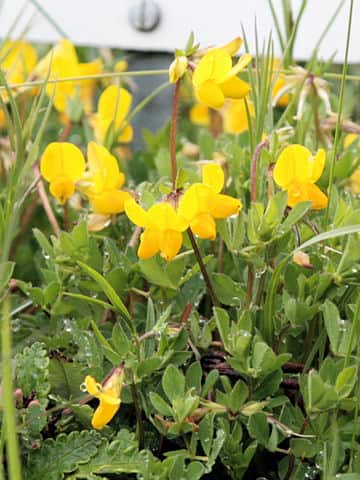 ロツス・アルピヌス