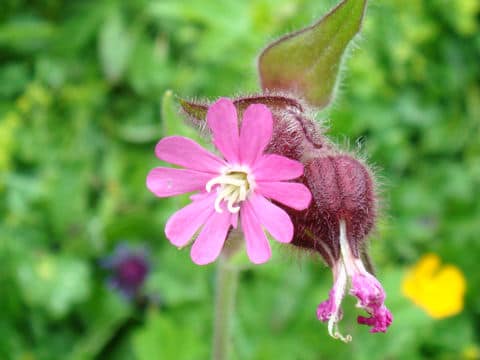 レッドキャンピオン