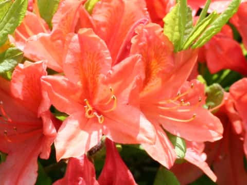 Rhododendron japonicum