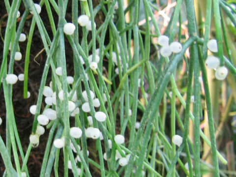 リプサリス・アクレアータ