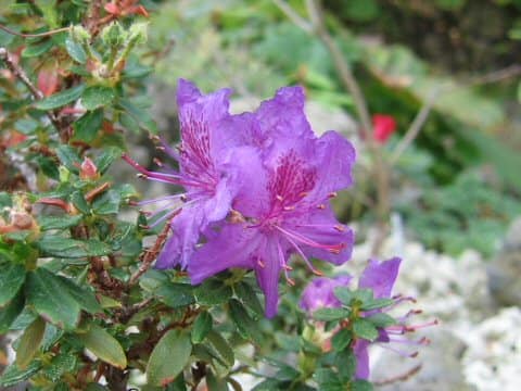 ロードデンドロン・サルエネンセ