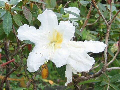 ロードデンドロン・スコッチアヌム