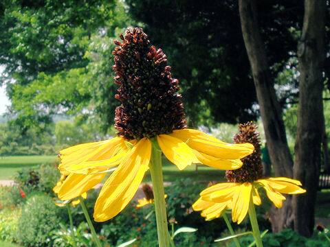 ルドベキア・グランディフローラ