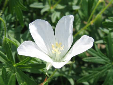 ゼラニウム・サングイネウム