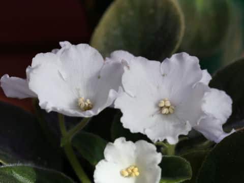 セントポーリア