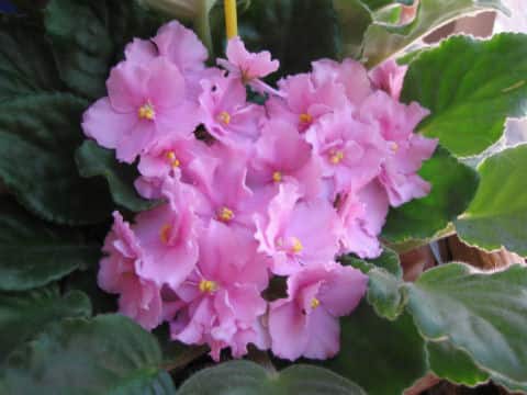 セントポーリア