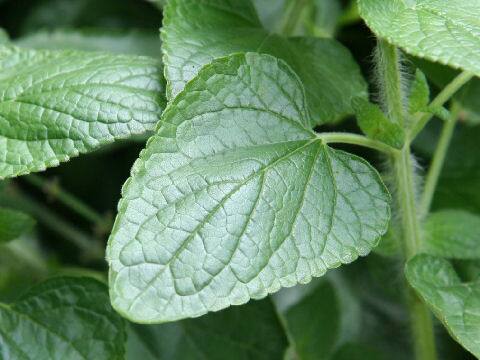 サルビア・コッキネア