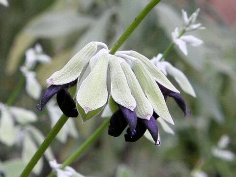 サルビア・ディスコロル