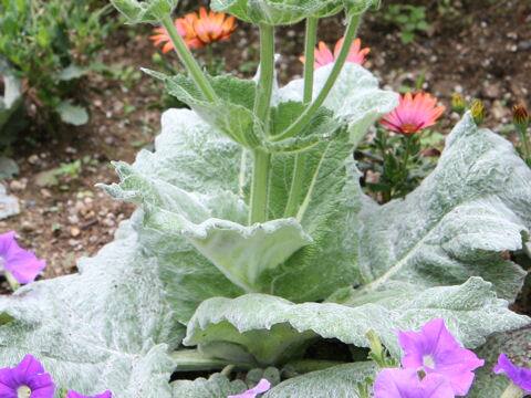 サルビア・モールクロフティアナ