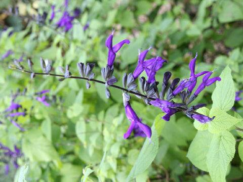 サルビア・パープルマジェスティ