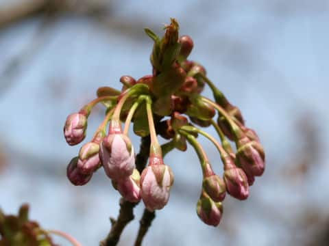 佐野桜