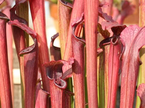 サラセニア・ルブラ