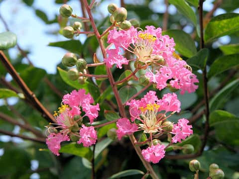 Lagerstroemia indica