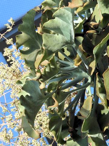 Kalanchoe beharensis