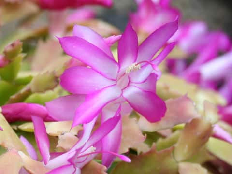 蝦蛄葉サボテン