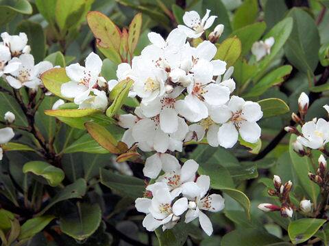 Raphiolepis indica var. umbellata