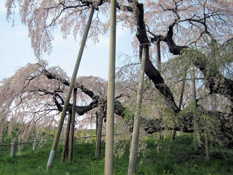 枝垂れ桜