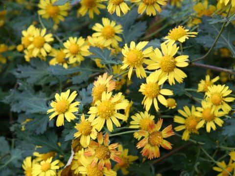 Chrysanthemum indicum