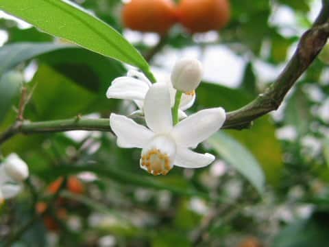 しーかーしゃー