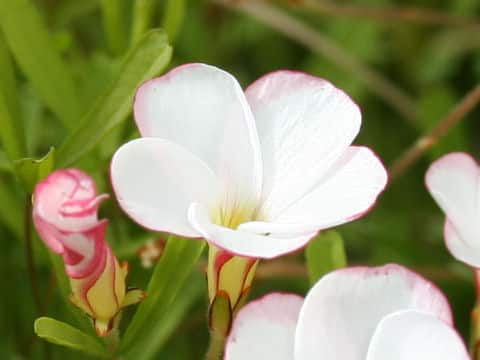 Oxalis versicolor