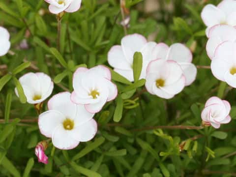 Oxalis versicolor