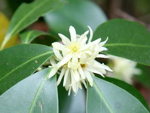 Illicium religiosum
