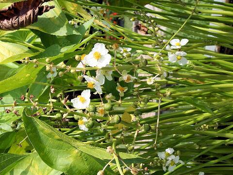 Sagittaria trifolia var. edulis