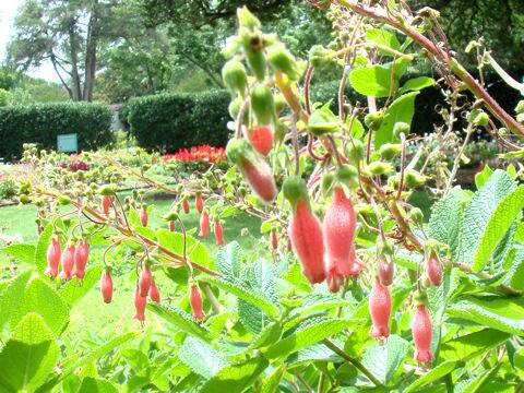 シンニンギア・セロウィー