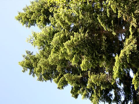 Abies veitchii