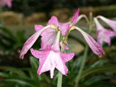 白筋アマリリス