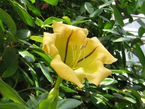 ソランドラ・マキシマ