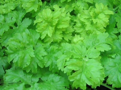 Apium graveolens var. secalinum