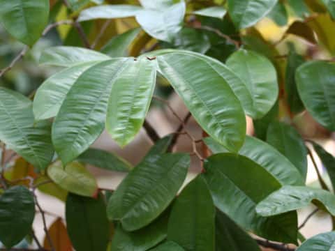 スターアップル