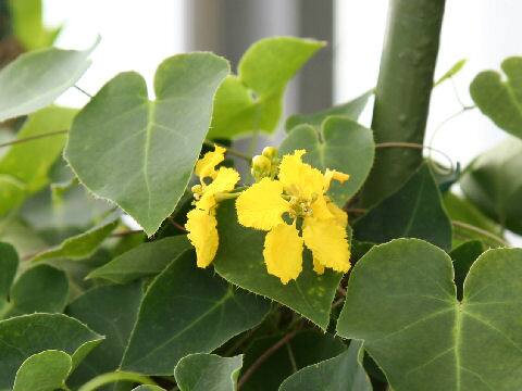 スティグマフィロン・キリアツム