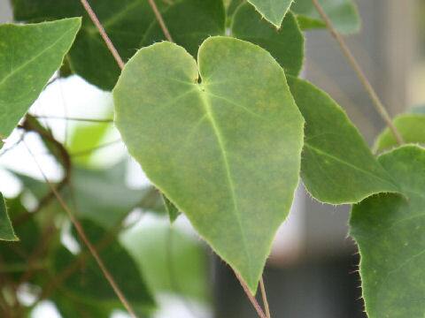 スティグマフィロン・キリアツム