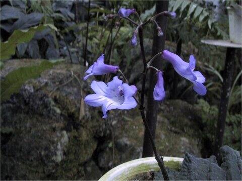 ストレプトカーパス・ポルフィロステレ