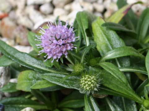 スッキサ・プラテンシス