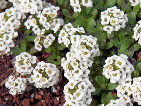 Lobularia maritima