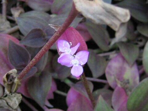 ゼブリナ・プルプシー