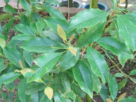 Syzygium aromaticum