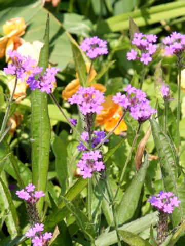 抱き葉荒れ地花笠